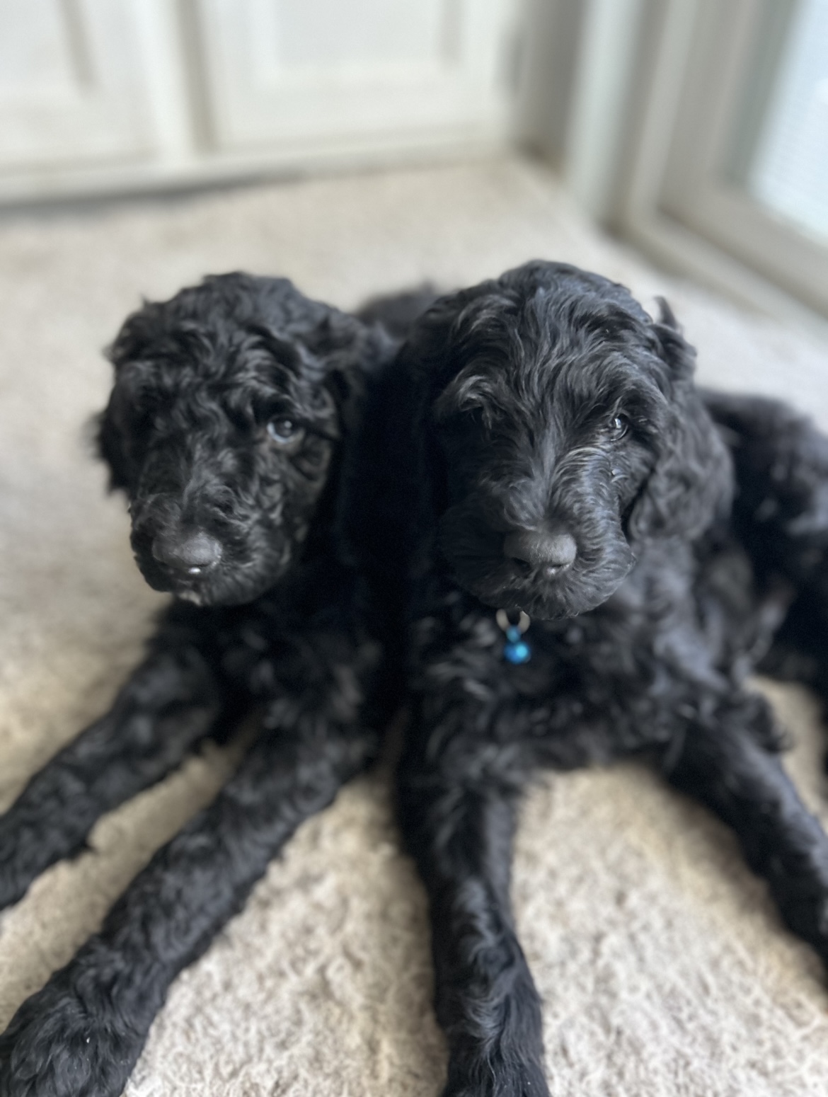 Two black curly-haired puppies lying together indoors.