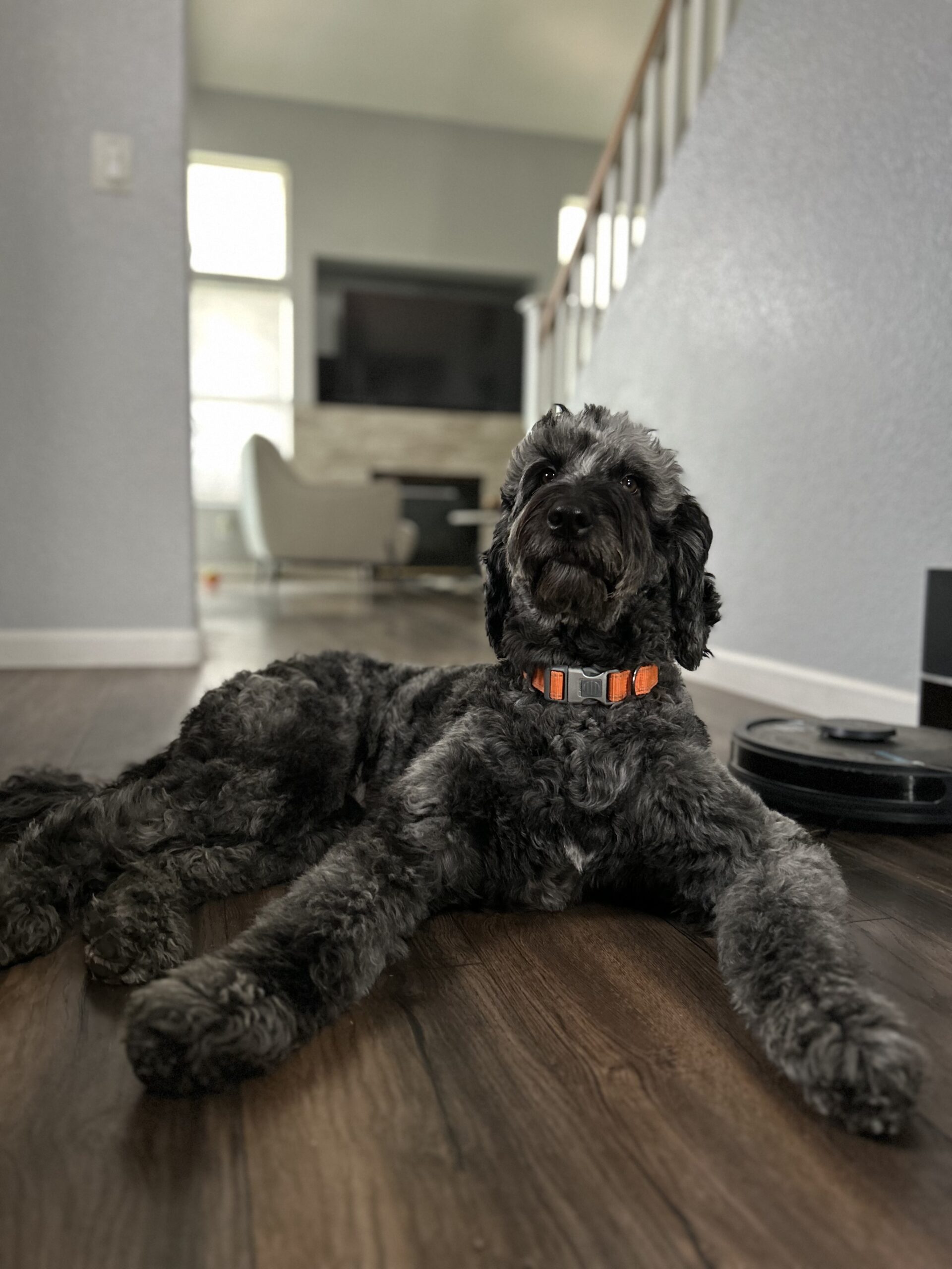 A black dog with an orange collar resting on a wooden floor near a robotic vacuum.