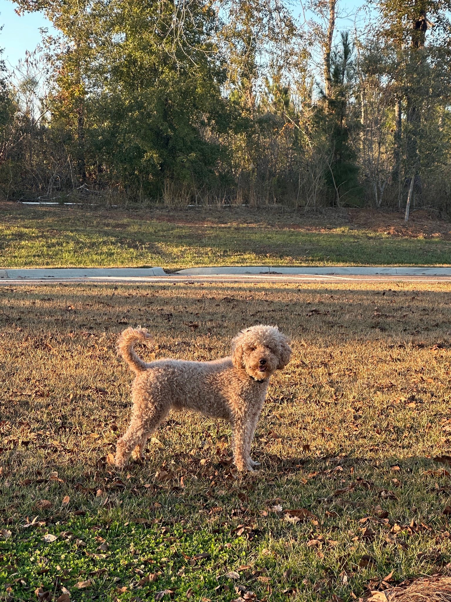 A small curly-haired dog standing on grass in a sunlit park.