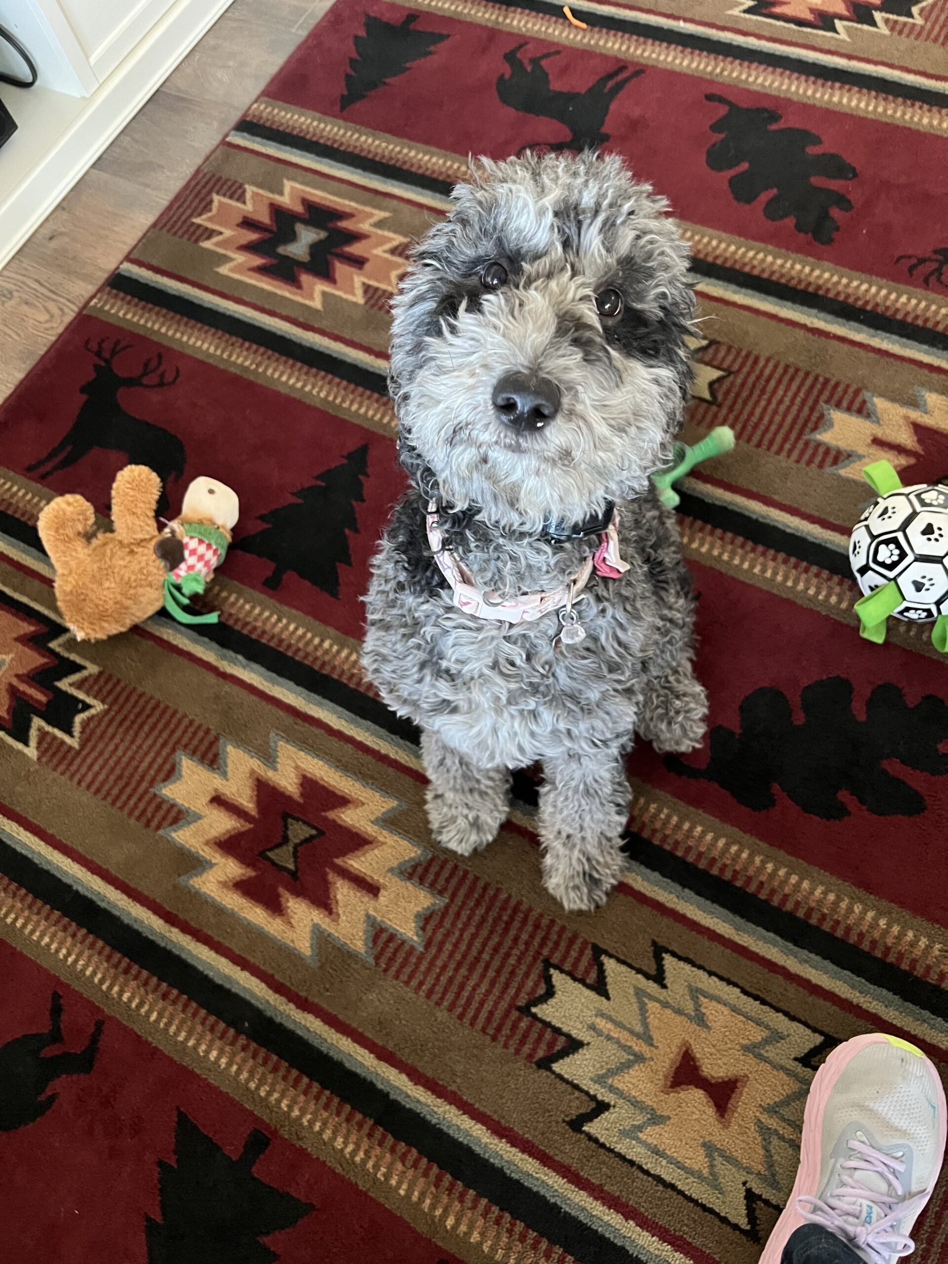 Curly gray dog sitting on a patterned rug with toys nearby.