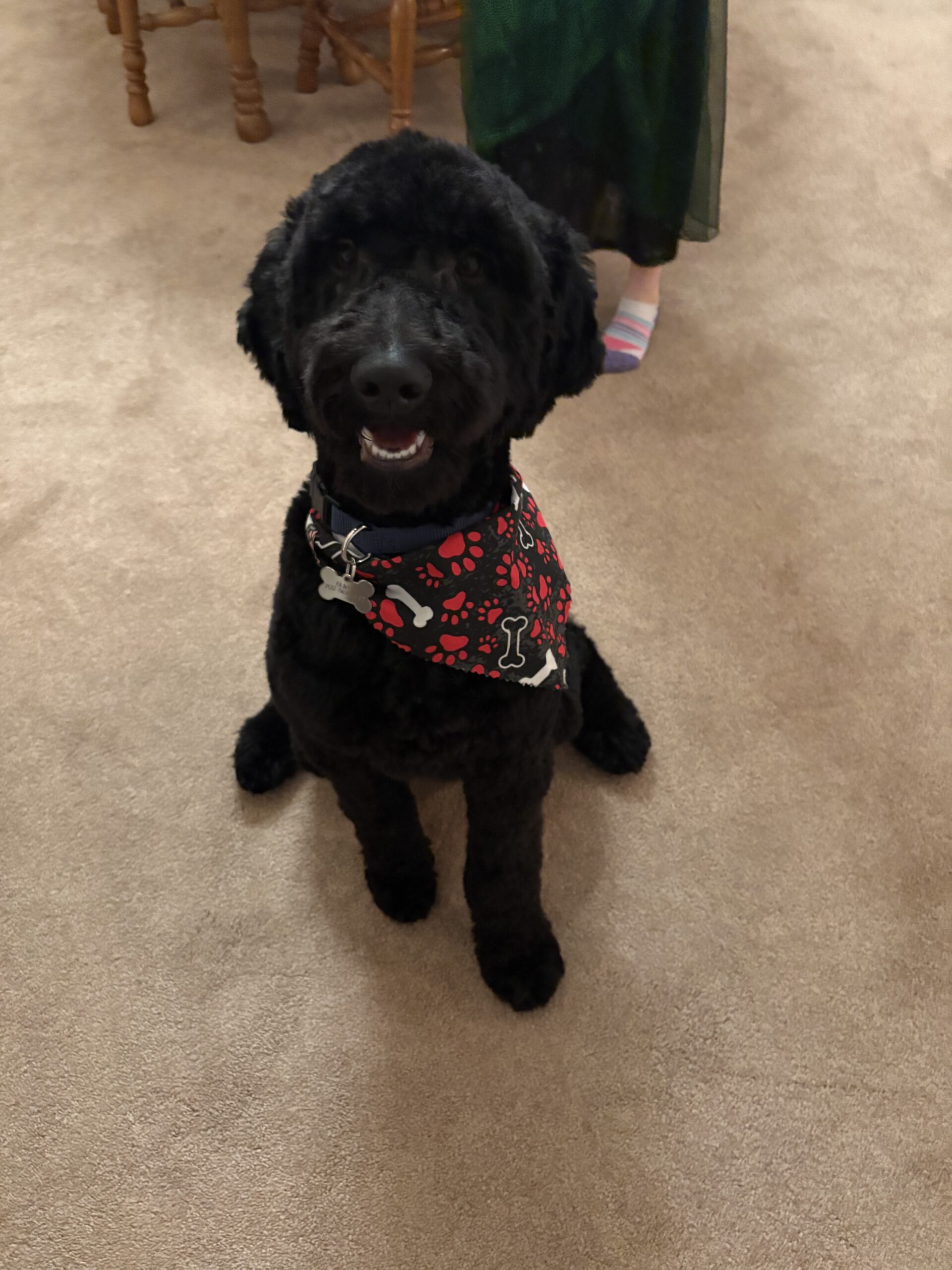 A black dog wearing a red and black bandana sitting on a beige carpet.