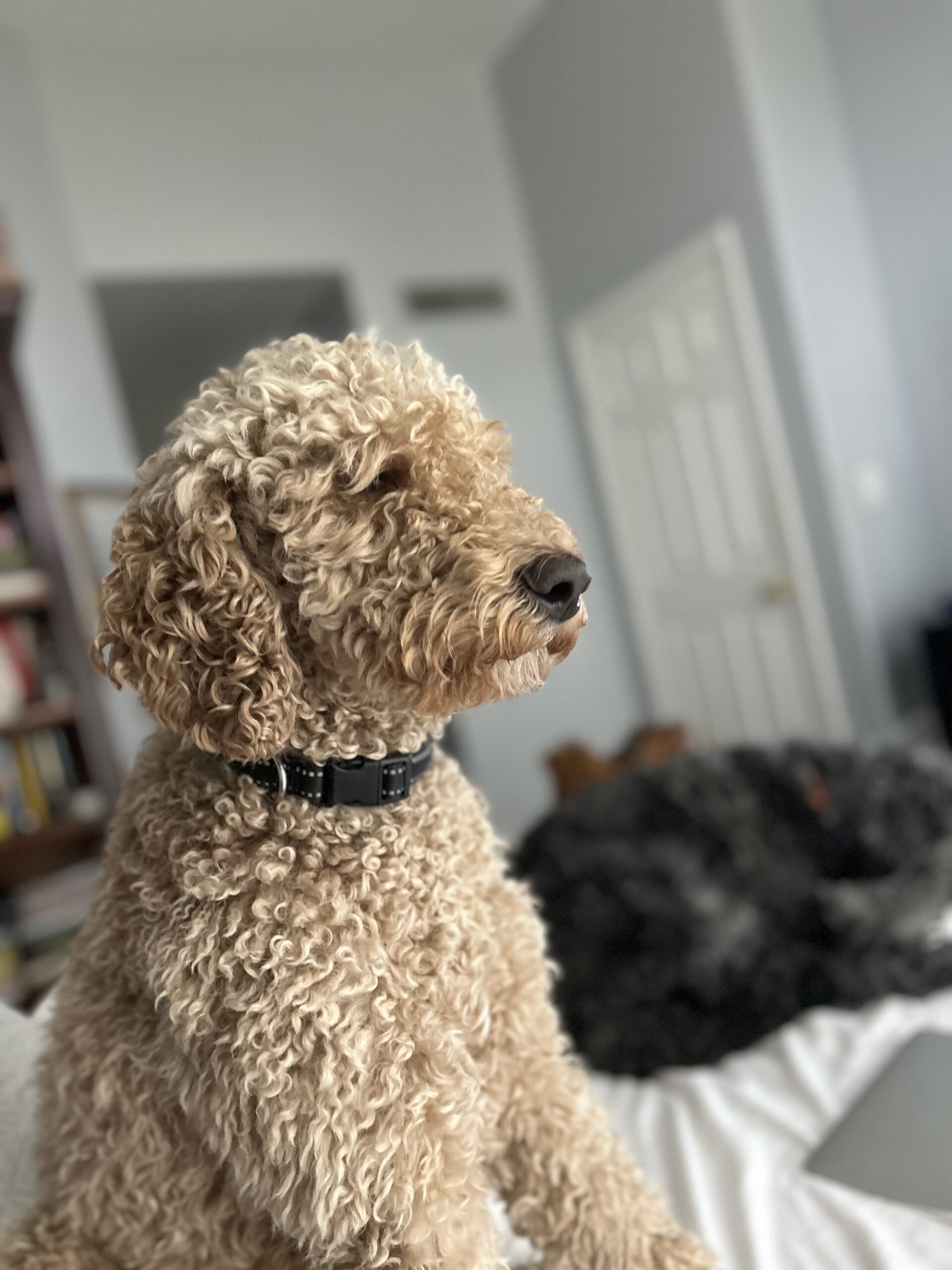 Curly-haired dog sitting attentively indoors.