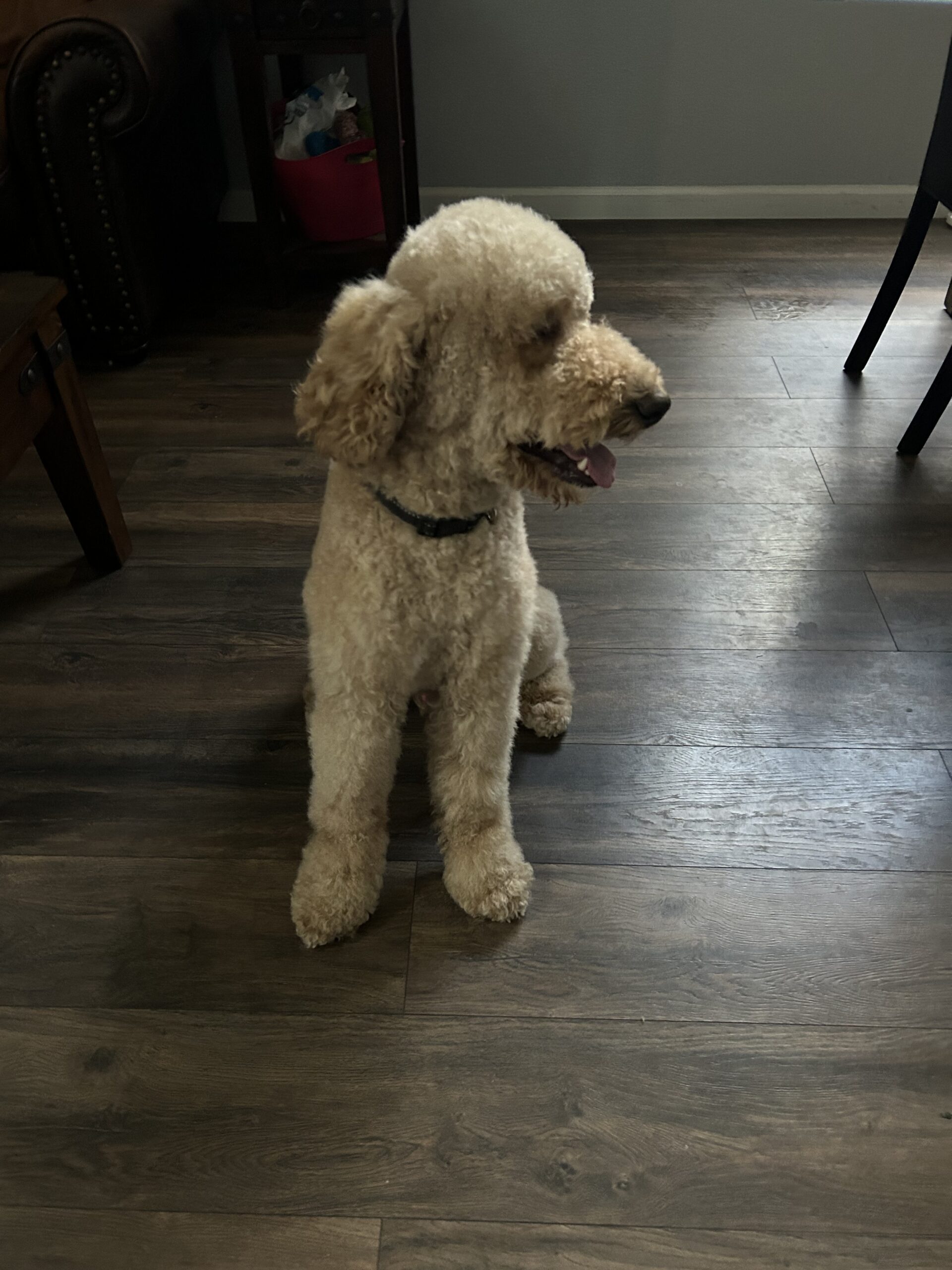A light-colored poodle standing on a wooden floor indoors.